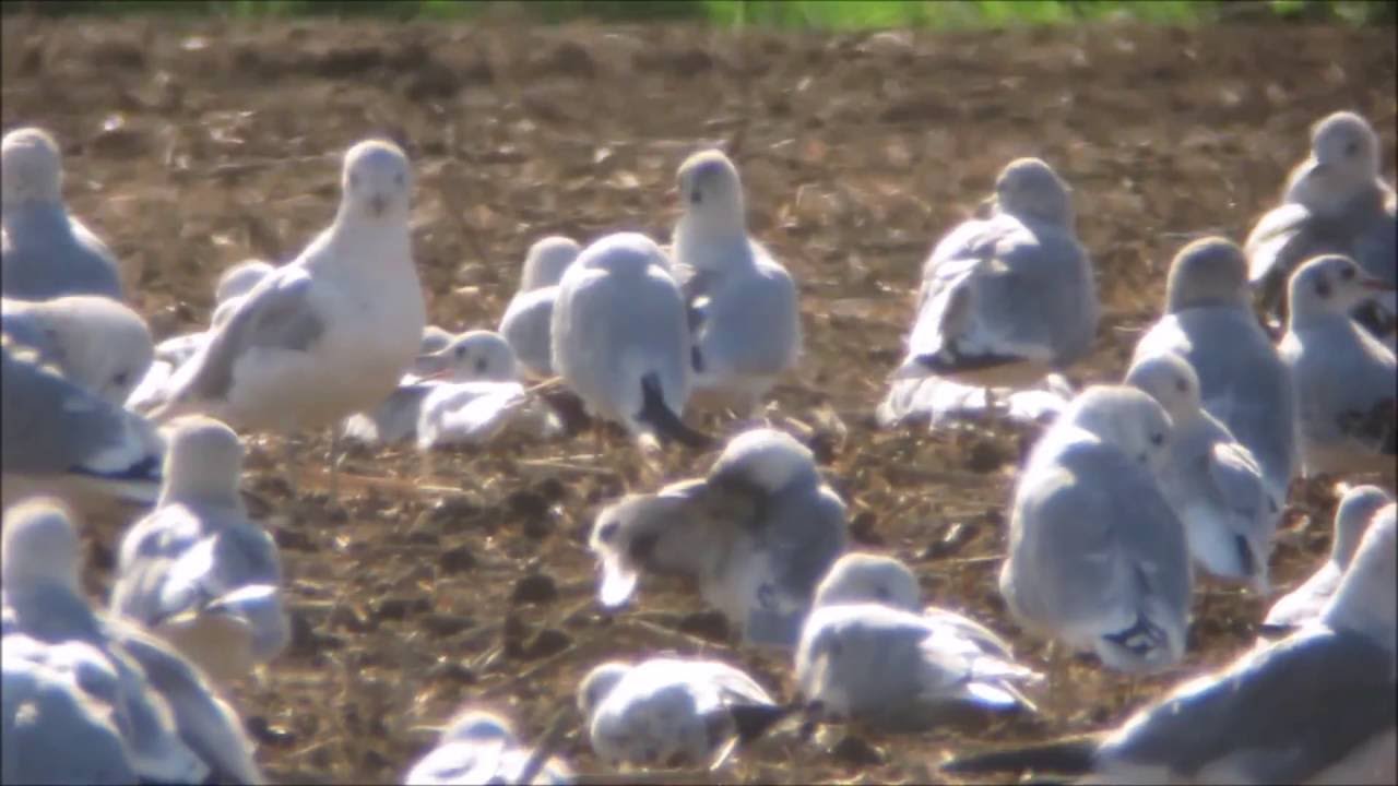 Franklin's Gull, UK, 2016 