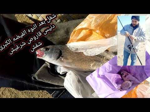 شغل بعد النوه الفيضه الكبرى دنيس قاروص شرغيش شفش