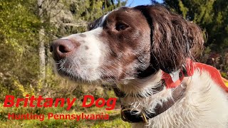Pheasant Hunting with My Brittany Dog on Pennsylvania State Game Lands, with Brittany Spaniel Photos
