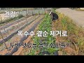 옥수수 곁순제거