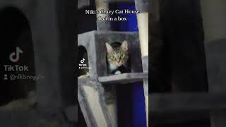 nikiscrazycathouse kitty cat cute funny lol love life live happy pets cats baby play