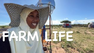 FARM WORK | SHARING OUR THOUGHTS & THE REALITY about moving back home HARGEISA SOMALILAND 2023