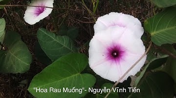 "Hoa Rau Muống"- Nguyễn Vĩnh Tiến Demo