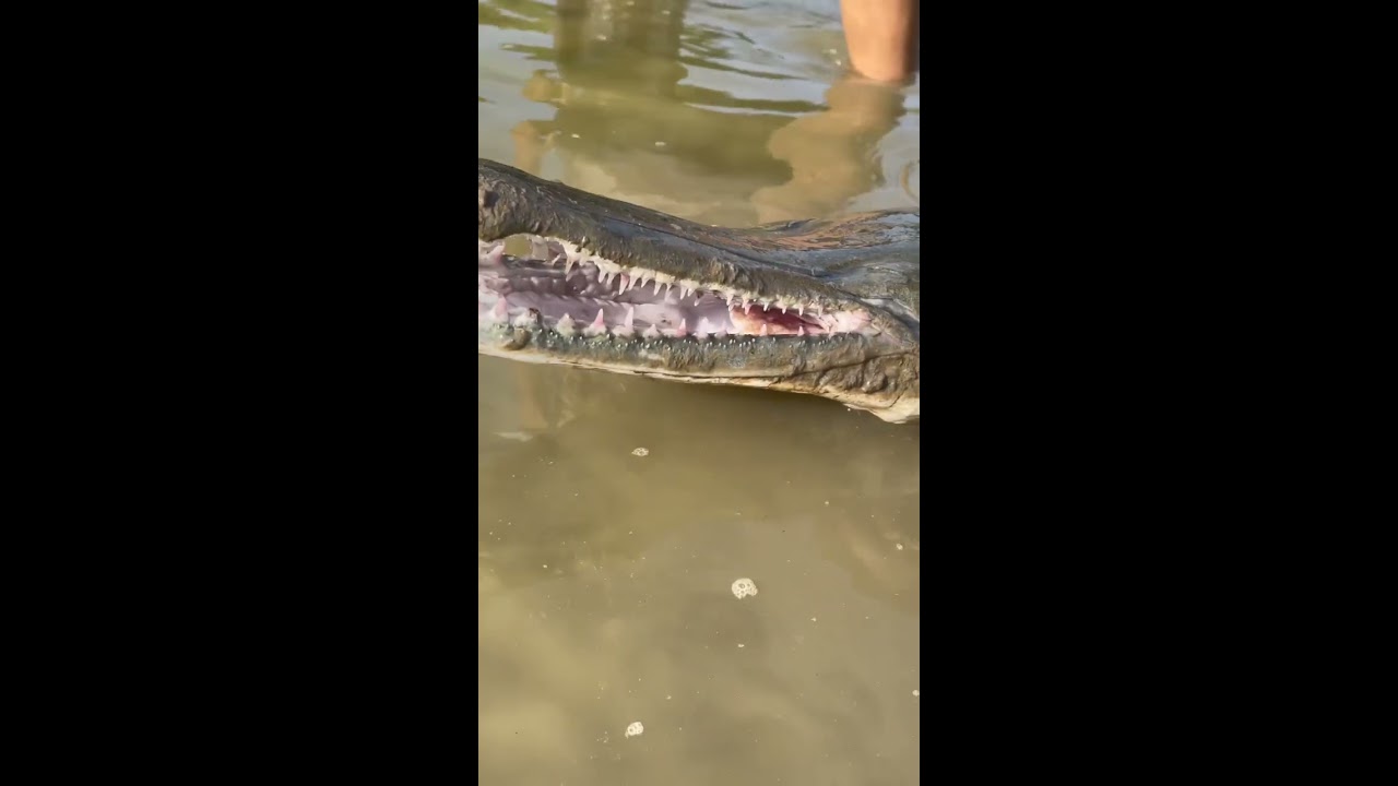 Alligator Gar Up Close Fishing Nature