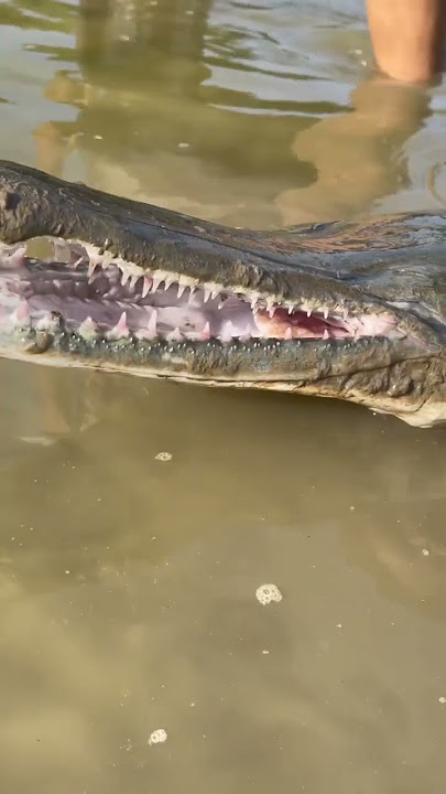 Alligator Gar Up Close! #fishing #nature