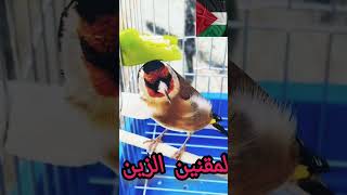 المقنين الزين goldfinch_song birdsounds shortsvideo amazing chardonneret funny