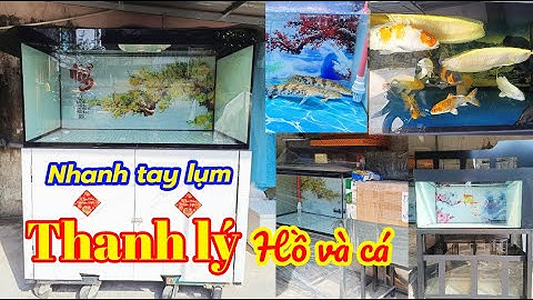 Thanh lý hồ và cá ngân long to mọi người trưng tết - quá đã.