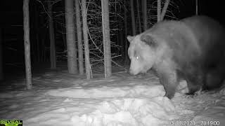 There’s a big bear, and then there’s a BIG bear 🐻