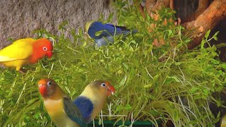Lovebirds and Cowpea Grass