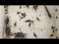 Record a video of the sky raining,Awesome for catching Babe Frogs,Babe Crabs,Small fish