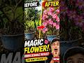 From Dead Plant to Full Bloom 🌸 | Amazing Transformation #shor#plant #flowers #gardening #youtube