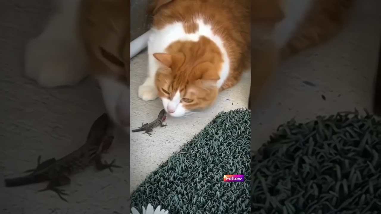 🐒😆 "Monkey Business: Silly Primate Shenanigans!" 🙈🍌 