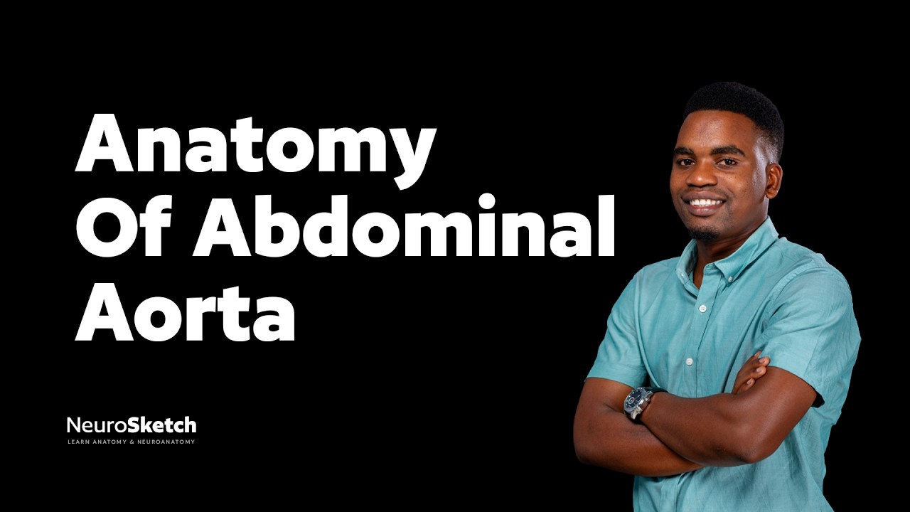 Abdominal Aorta: Branches, Levels, and Clinical Significance