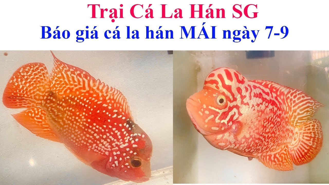 Báo giá Cá la hán Mái F1,f2 (ngày 7-9) - Trại Cá La Hán SG