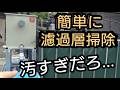 【錦鯉の濾過槽】こんな簡単に…大量の汚れ出ます。 #錦鯉 #アクアリウム # koi #ろ過