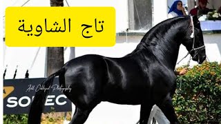 مسابقة الخيول العربية البربرية فحول 9 سنوات | أصحاب المراكز التلات الأولى | تاج الشاوية