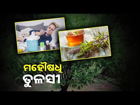 ବର୍ଷା ଋତୁରେ ନିୟମିତ ଖାଆନ୍ତୁ ତୁଳସୀ ପତ୍ର, ପାଖ ମାଡ଼ିବନି ଥଣ୍ଡା ସର୍ଦ୍ଦି