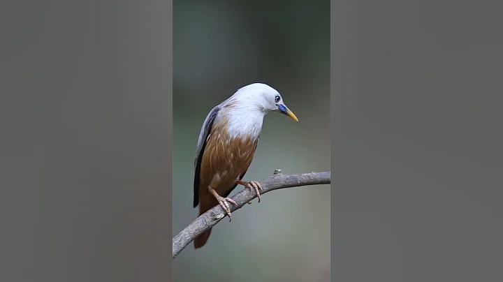 A NICE BIRD || SHORTS || ALL ROUNDER NATURE SOUNDS