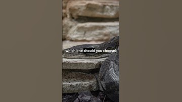 Python vs C++: Which is Better?