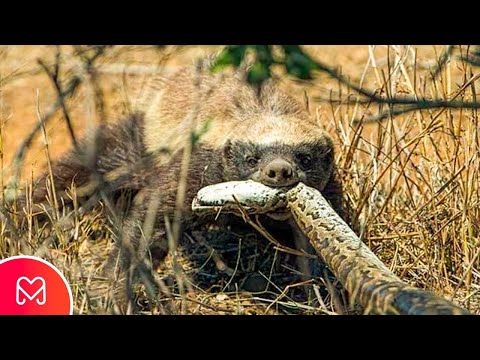 RATEL ATTACKS PYTHON SNAKE