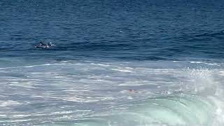 Brave Swimmer in La Jolla, CA