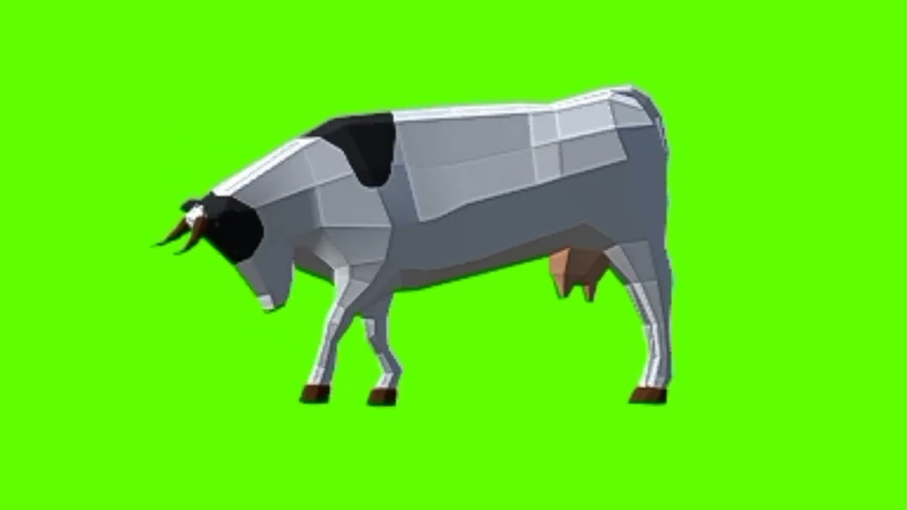 Green screen Cow video | Black & White Cow eating green screen