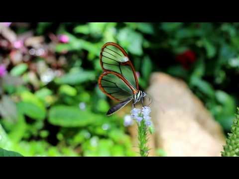 Amazing Transparent Butterfly - Glasswing Butterfly (Greta oto)