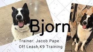 Bjorn l Karelian Bear Dog l Obedience Makeover l Off Leash K9 Training