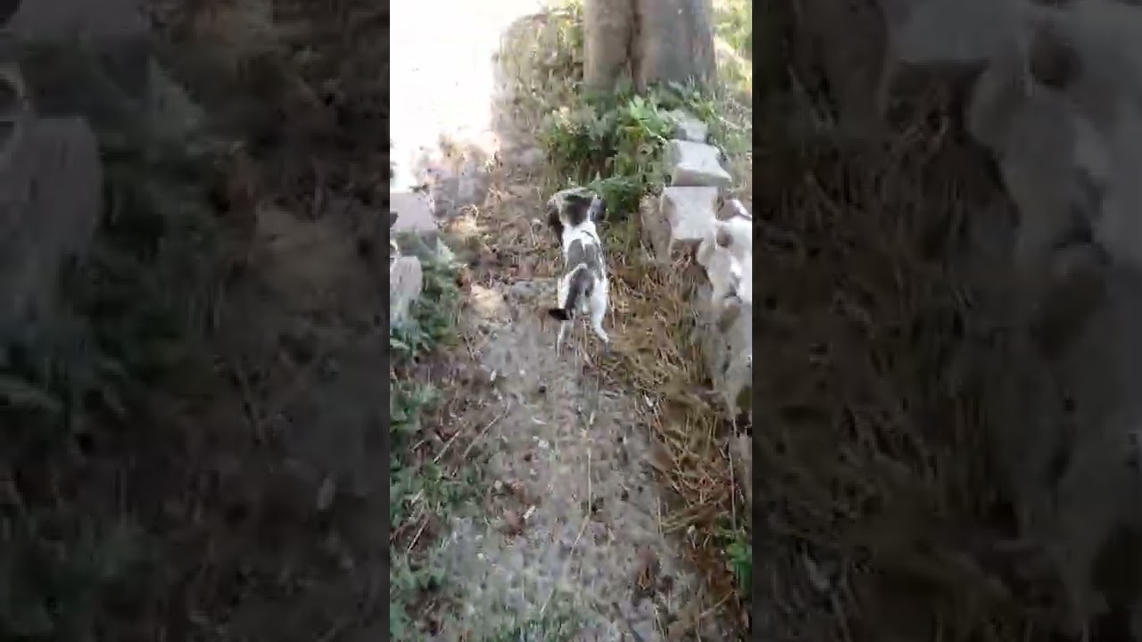 A cat walking in the jungle