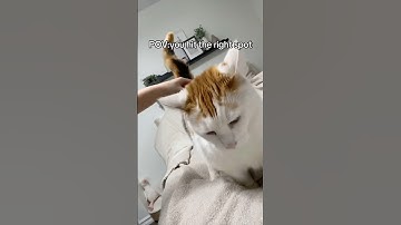 Cats like to scratch #cat #pet #funny #cats #cutecat #catlove #funnyvideo #fyp #foryou #usa