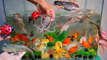 Video tổng hợp cá cảnh đẹp, bạch tuộc, vịt, cá thòi lòi, cá koi, cá trê, sinh vật biển