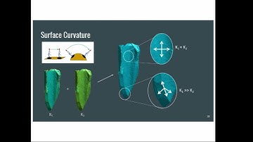 An Automated Approach to the Classification of Fragmented Faunal Remains using Differential