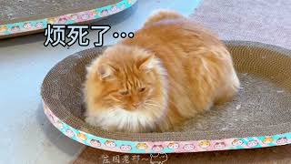 下次再出门把大熊栓外面😒 #田园生活乐趣多 #猫狗双全 #治愈系慢生活 #小院时光 #庄园老邢瞎弄的日常