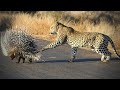 Leopard vs Porcupine: Craziest Animal Encounters CAUGHT ON CAMERA