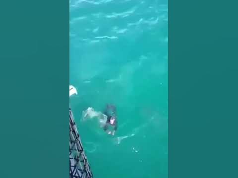 🦈Man Jumps Into Shark Infested Waters Then This Happened☠️ #2023 #shark ...