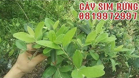 Cách cắt tỉa cành cây sim rừng/ bán cáy sim rừng 0819972997