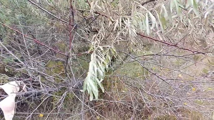Кончилмен дөрекі секс Қара жігіт балапанды қағып, қатты айғайлайды.