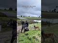 Unlikely friendship but so pure ❤️#horse #dog #foryoupage #funnyvideos #dogs