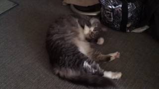 マーキングする猫 ノルウェージャンフォレストキャットmarking.Norwegian Forest Cat.