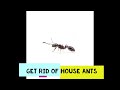 Get Rid of House Ants