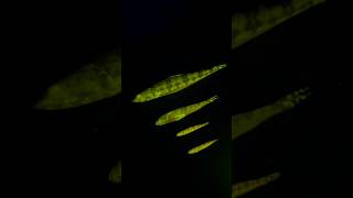 Fish that glow fluorescent green