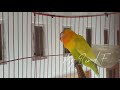 LOVEBIRD Bunyi DIJAMIN Bikin RAME Lovebird SEKANDANG, MANTAP untuk PANCING PAUD BALIBU