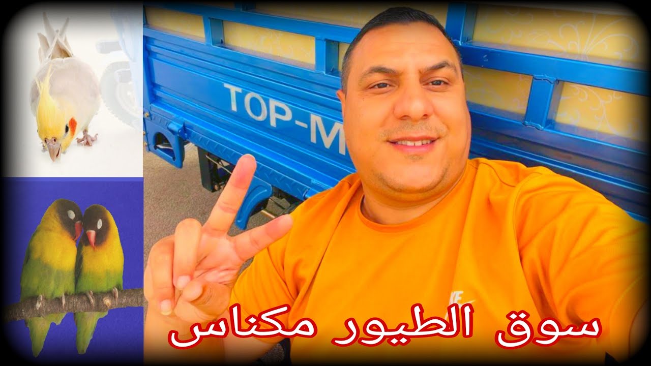 سوق الطيور 🦜بمدينة مكناس 🇲🇦اجي تولعوا معنا:0619227462