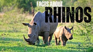 Rhinos Unveiled || Fascinating Facts About These Majestic Giants