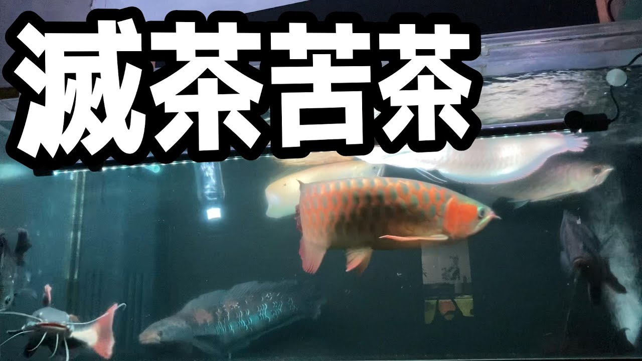 １５００水槽混泳 紅龍 シルバーアロワナ アルシル グリーンアロワナ ダトニオ プレコ オスカー スネークヘッド レッドテールキャット ペットボトル Youtube