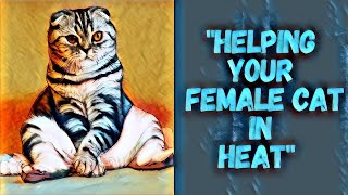 How To Help Your Female Cat In Heat: 12 Helpful Tips