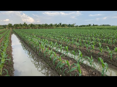 Video KỸ THUẬT TRỒNG BẮP NGÔ NGỌT| GIAI ĐOẠN 15 NGÀY. - youtube