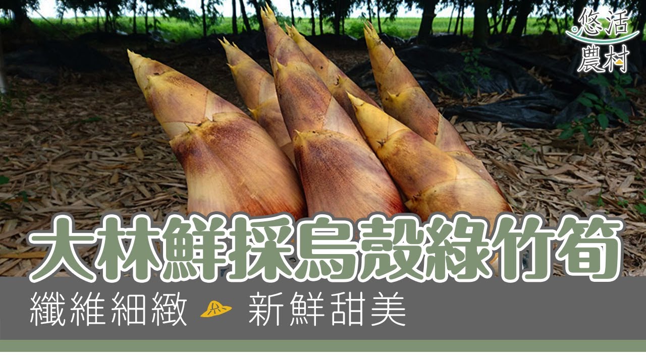 【產地LIFE】鮮採烏殼綠竹筍 悠活農村 YouTube