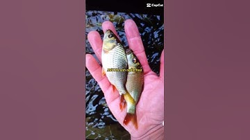 trại cá giống Phú Yên chuyên cung cấp đầy đủ các loại cá giống nước ngọt LH 0372076731gặp Sơn tư vấn