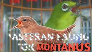 MASTERAN PALING COCOK UNTUK PLECI MONTY MONTANUS - SUARA BURUNG WINTER KONIN